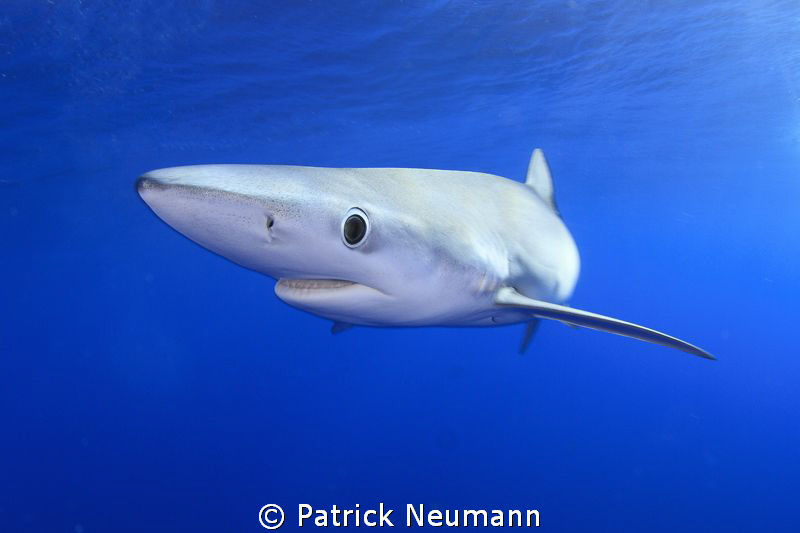 Blueshark Azores, Portugal by Patrick Neumann 