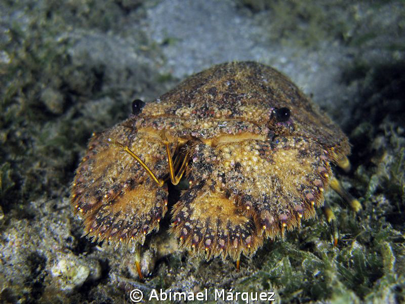 I am also Lobster, night dive. by Abimael Márquez 