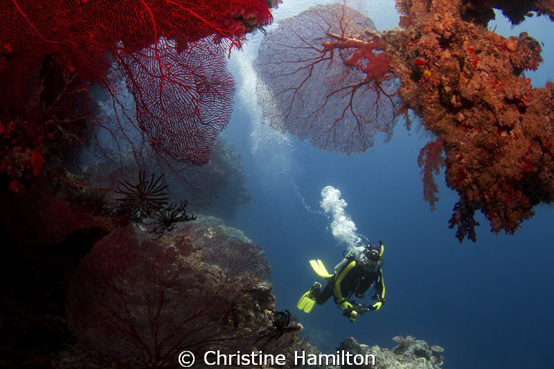 In the Grotto by Christine Hamilton 