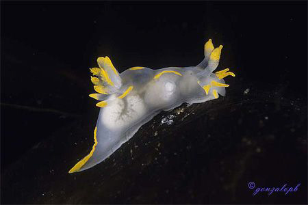 A Polycera over the algae, dressed with her delicated tra... by Gonzalo Perez 