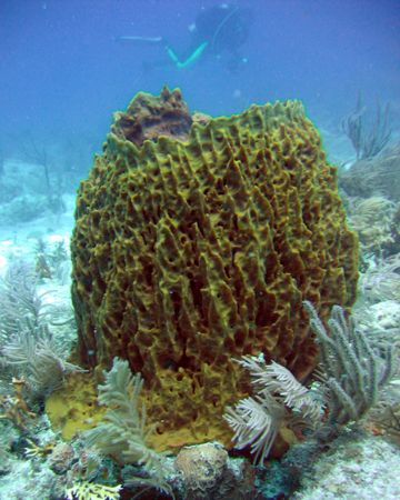 reef cayo largo by Ernesto Castillo 