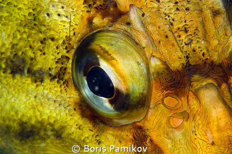 Three-stripe rock-fish by Boris Pamikov 