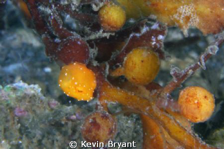 On this weekend, there was lots of sargassum washed up.  ... by Kevin Bryant 