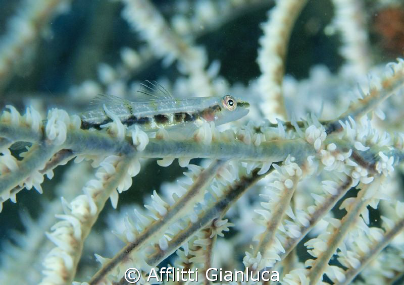 fish from the black coral by Afflitti Gianluca 