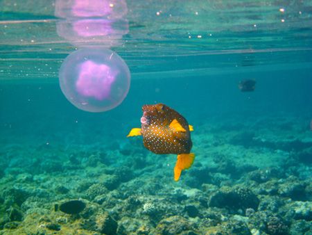 Lucky shot on snorkeling. Enjoy your meal ....! by Jürg Wüthrich 