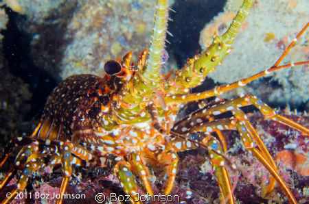 spotted lobster, Nikon d7000, 60mm macro, ikelite housing by Boz Johnson 