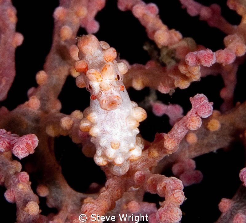 Image taken in Tulamben, Bali 50mm Macro lens with 1.4 Te... by Steve Wright 