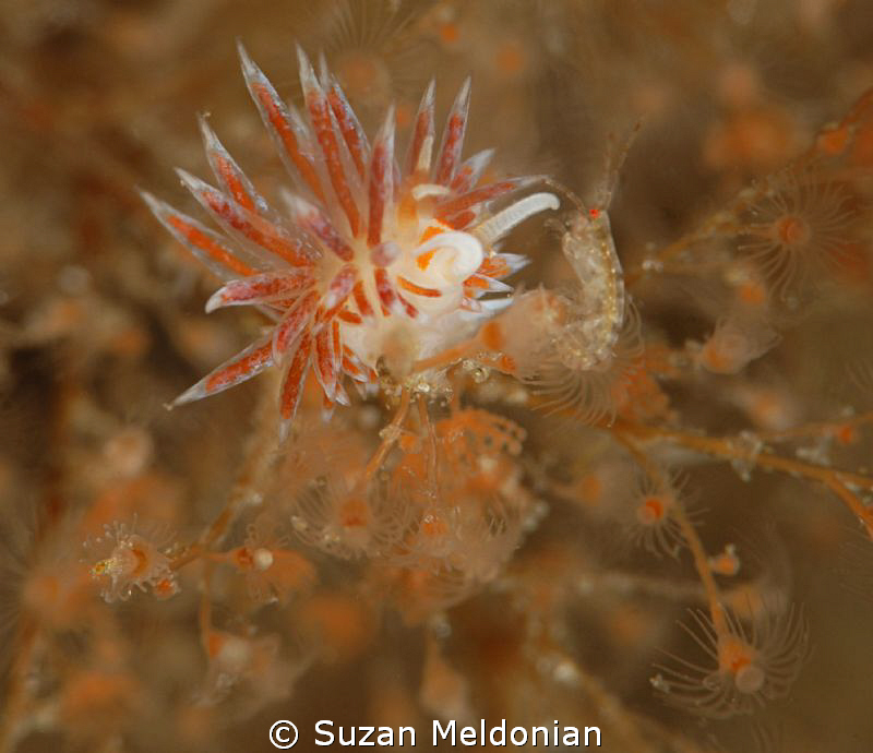 1st time I've photogrphd a juv. Flabellina-only 1 juvenil... by Suzan Meldonian 