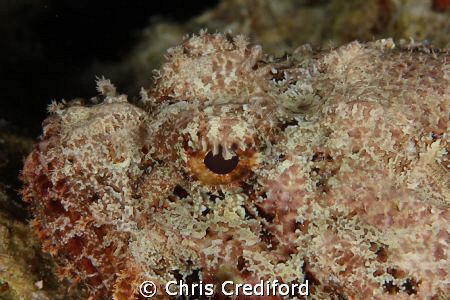Scorpionfish eye by Chris Crediford 