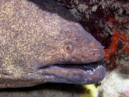 Yellowmargin Moray taken at Hanauma Bay, Hawaii. Oly c5060. by Rob Van Orden 