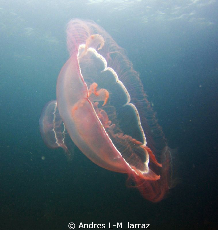 Jellies! by Andres L-M_larraz 