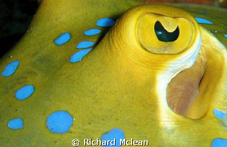 blue spotted sting ray by Richard Mclean 