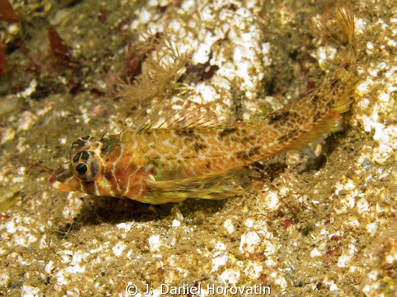 Longfin Sculpin by J. Daniel Horovatin 