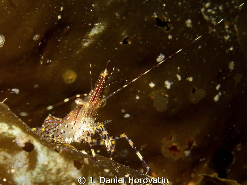 Coonstripe Shrimp by J. Daniel Horovatin 