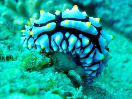 nudibranch, phyllidia sp. taken in Perhentian island, Mal... by Yusmar Yahaya 