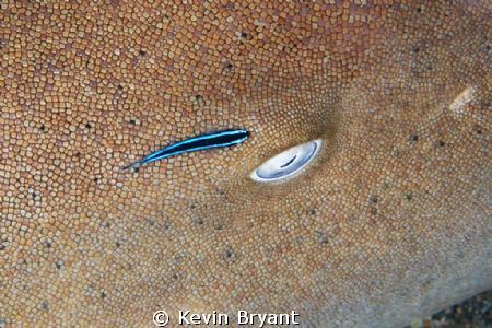Mosaic tile cleaner (?) on Lauderdale By the Sea shore di... by Kevin Bryant 