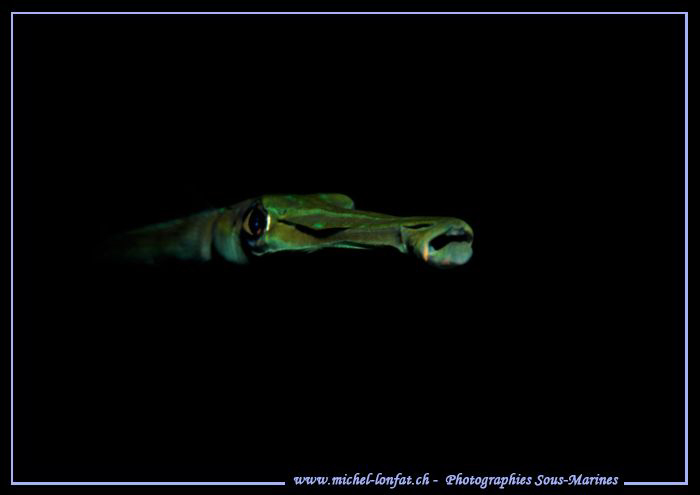 Face to face with this Bluespotted cornetfish, reef corne... by Michel Lonfat 
