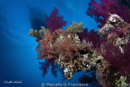 "Under the Bridge" soft coral shoted wiht Eos450d + tokin... by Marcello Di Francesco 