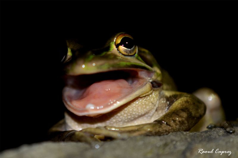 Big mouth !!! by Raoul Caprez 