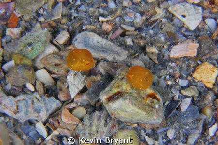 A very lucky shot.  The second one appeared for only a ve... by Kevin Bryant 