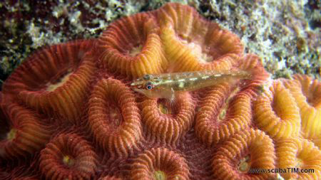 Goby Love...strobeless photography - no flash, no strobe,... by Tim Ho 