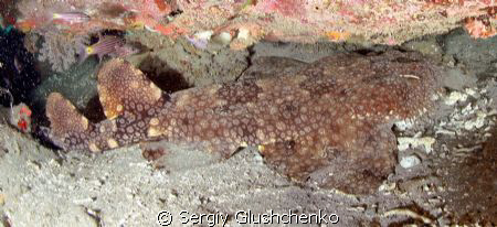 wobbegong shark by Sergiy Glushchenko 