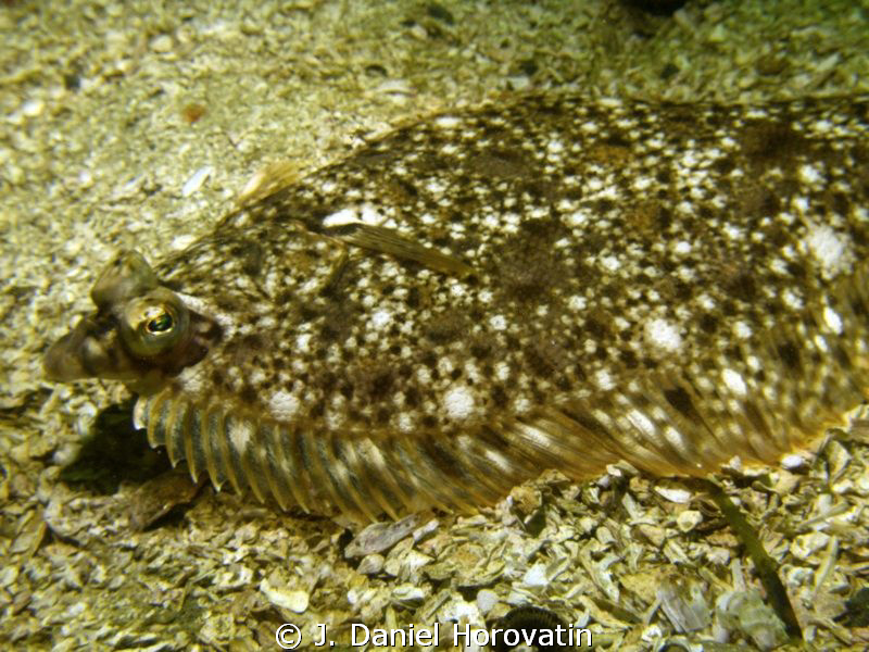 Rock Sole by J. Daniel Horovatin 