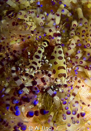 Coleman Shrimp, Anilao Phillippine by Ai Ling 