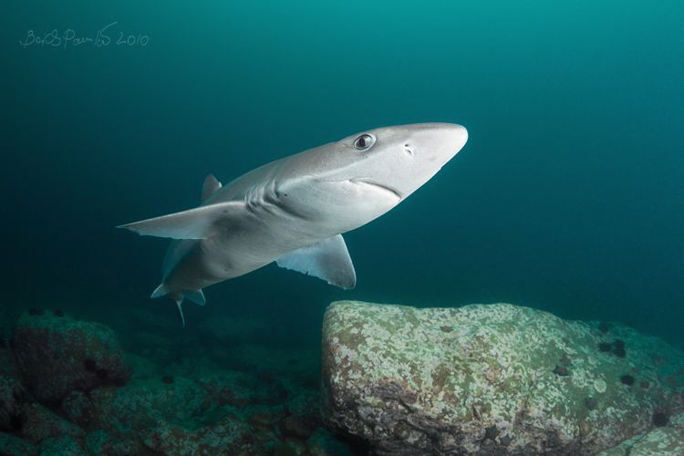 Curious shark 2 (spiny dogfish) by Boris Pamikov 