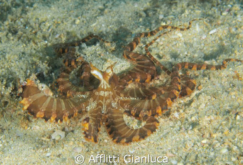 wonderpus by Afflitti Gianluca 
