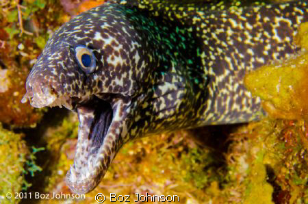 Spotted Moray, Nikon d7000, 60mm macro, ikelite housing by Boz Johnson 