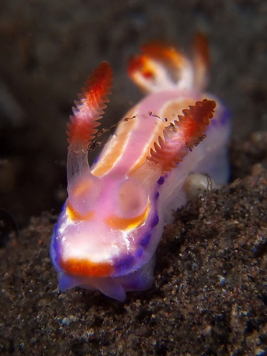 Thorunna florens, Tulamben by Doug Anderson 