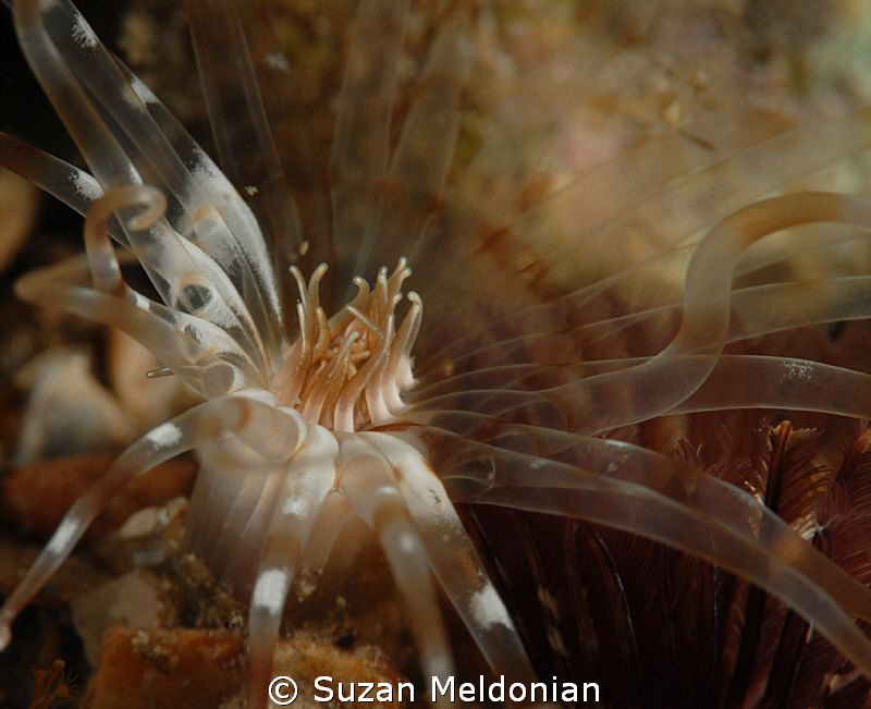 I jus t love the translusence and the layer of the differ... by Suzan Meldonian 