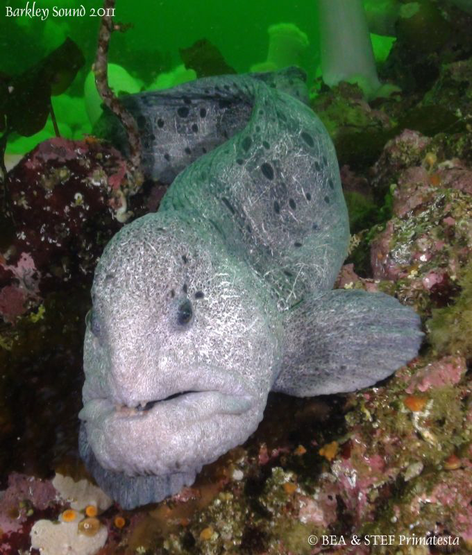 Wolf eel. by Bea & Stef Primatesta 