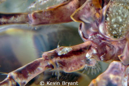 Haven't been able to learn what the little critter crawli... by Kevin Bryant 