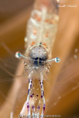 Eye contact
shoted with canon eos 550D + canon 100mm
an... by Marcello Di Francesco 