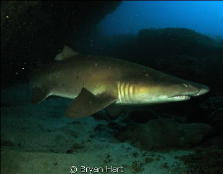 Aliwal Shoal - Raggie Cave by Bryan Hart 
