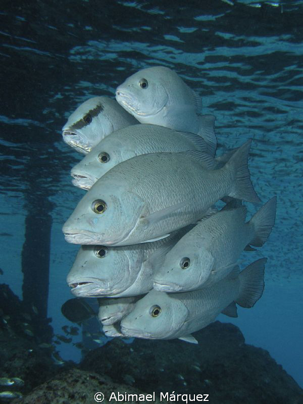 Snappers, Bonaire. by Abimael Márquez 