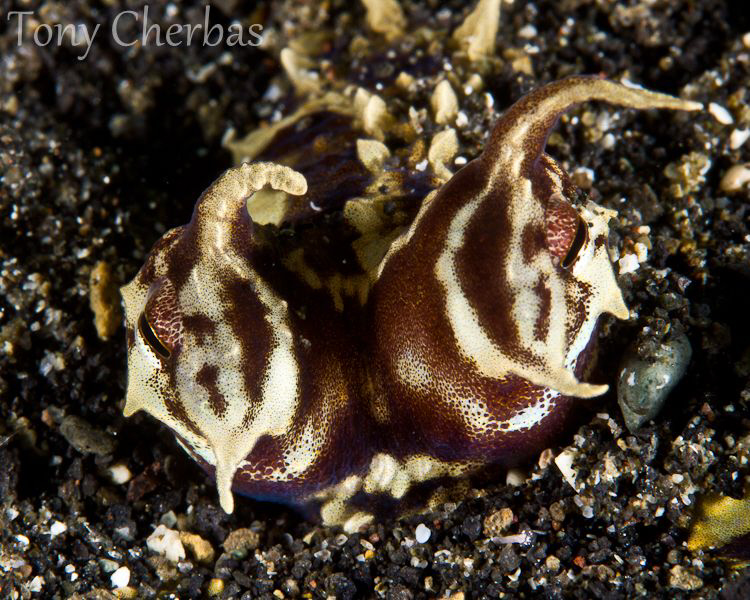 Mimic Octopus Eyes by Tony Cherbas 