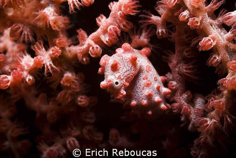 Pigmy Seahorse  :) by Erich Reboucas 