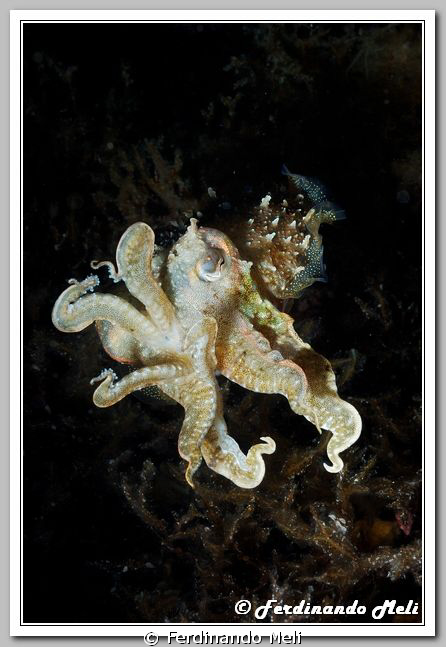 Waiting and analysis position of a cuttlefish (Sepia offi... by Ferdinando Meli 