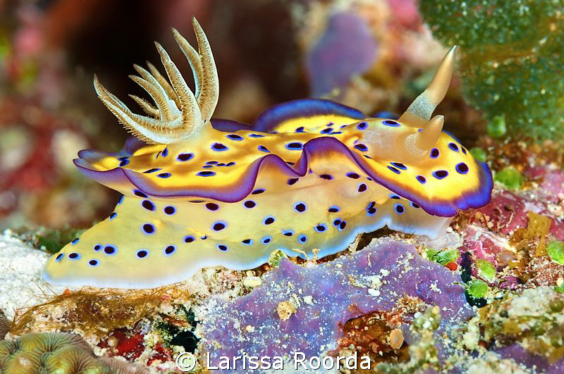 "The Glow" Glossodoris cruentus. by Larissa Roorda 