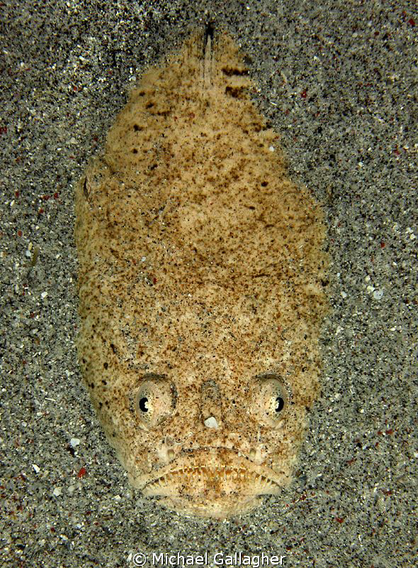 Stargazer, Indonesia by Michael Gallagher 