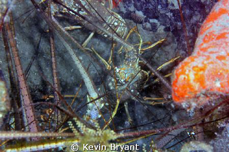 Like a Brooklyn rooftop.  Mystery reef at BHB. by Kevin Bryant 