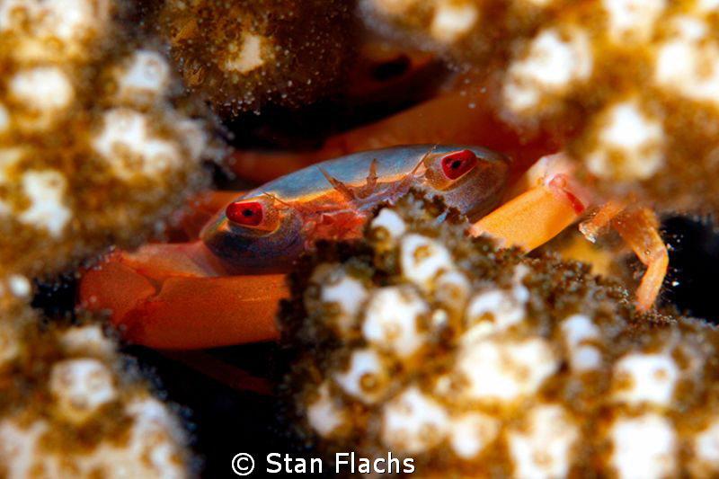 coral crab by Stan Flachs 