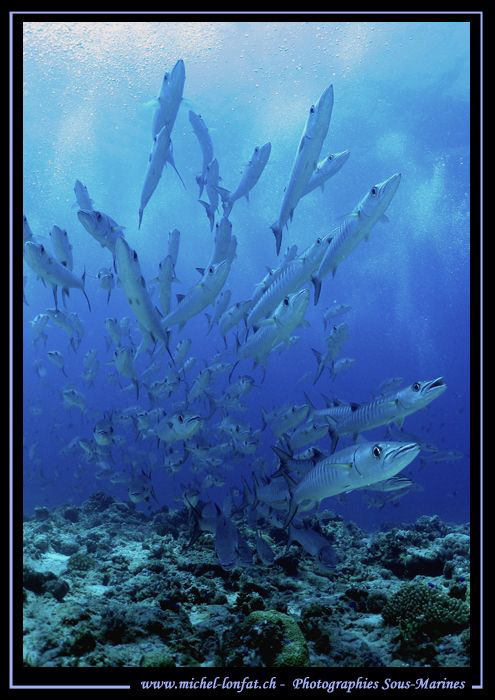 Barracudas in Palau... :O)... by Michel Lonfat 