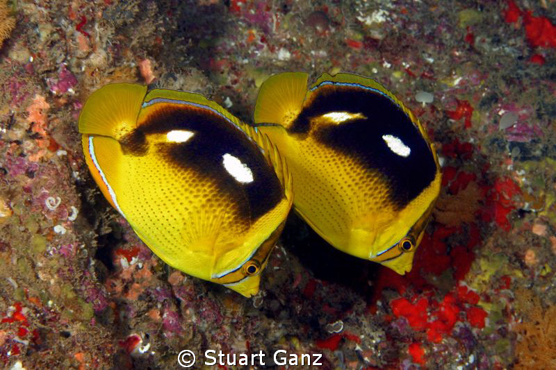Pair of fours by Stuart Ganz 