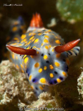 Nudi Pride by Marcello Di Francesco 