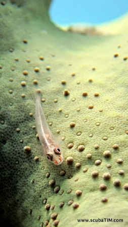 Goby Love - Canon S95 shooting with no flash, no strobe, ... by Tim Ho 