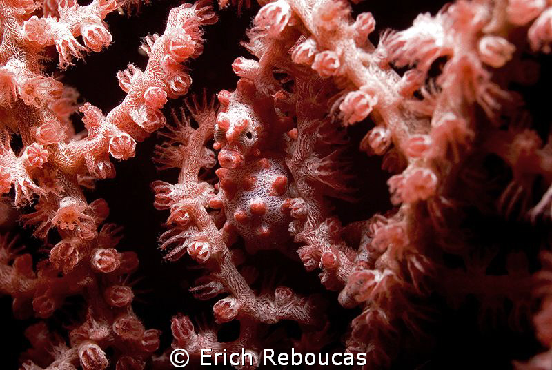 Bargibanti pigmy and his best look at the camera by Erich Reboucas 